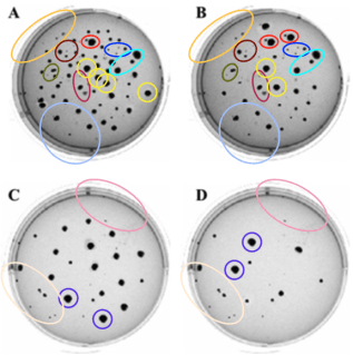 figure 3 克隆形成实验考察乙酸龙脑酯联合5-氟尿嘧啶对sgc-7901癌