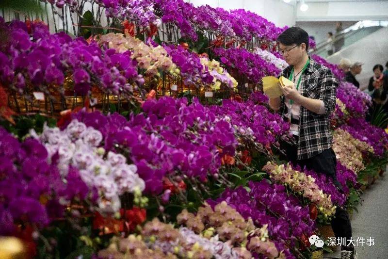 深圳、珠海、清远取消2021年的市级迎春花市