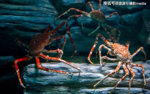 世界上最大的螃蟹长相极其丑陋怪异但性格却十分温顺