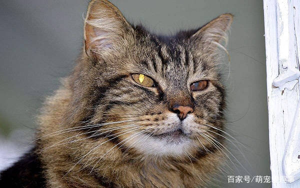 世界上最大的猫叫什么 世界上最小的猫只相当于3个鸡蛋大小 猫咪