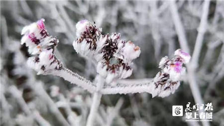 梁王山又现绝美雾凇，离昆明主城最近的林海雪原来了~