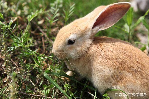 狗跟什么属相六合 3429438ef8434a83baca48a9c948a6f3.jpeg