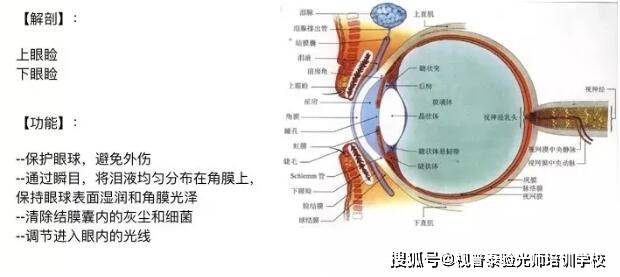 3.介于二者之间的部分称为穹窿结膜,结膜围成的囊状腔隙称为结膜囊.