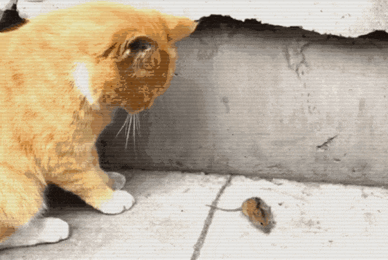 b2c6b0e8e4864c00a70f0f64f8a9655f.gif