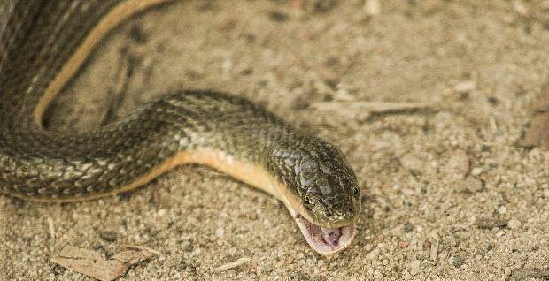 成语农什么蛇_成语故事图片(2)