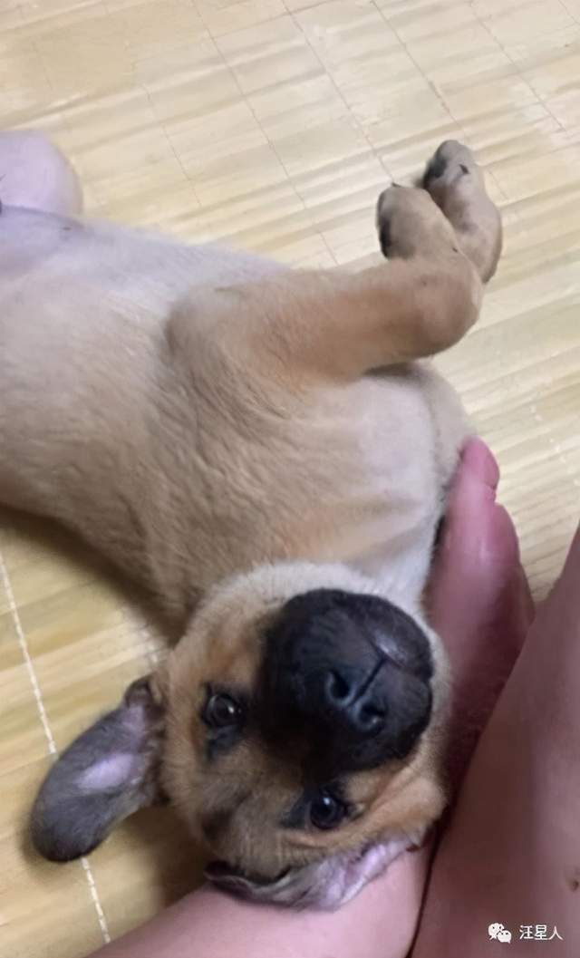 被救出后的阿布趴在主人脚边乖很多了哈哈哈哈哈哈主人看到后忍不住先