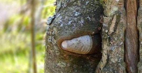 俄罗斯丛林出现“神秘树角”, 专家的话让人倒吸一口寒气!