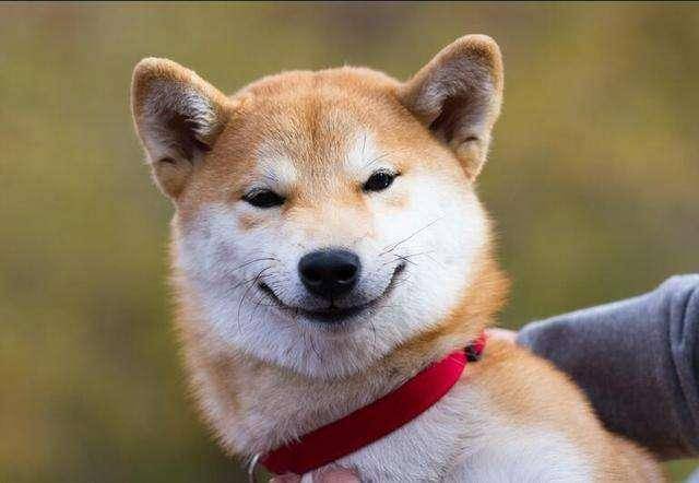 原创狗狗微笑是因为开心?或许是笑里藏刀!狗狗微笑的真正原因有这些
