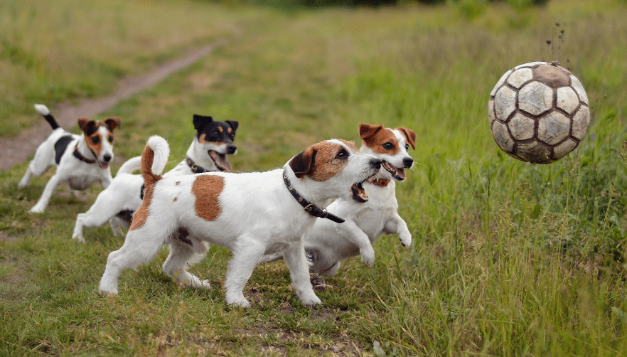 四,比格犬