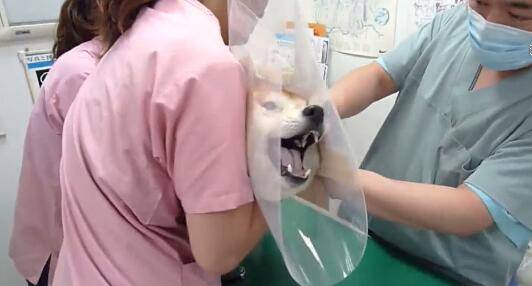 柴犬去做檢查，三個醫生按不住，美女護士已崩潰！ 萌趣萌寵 第3张