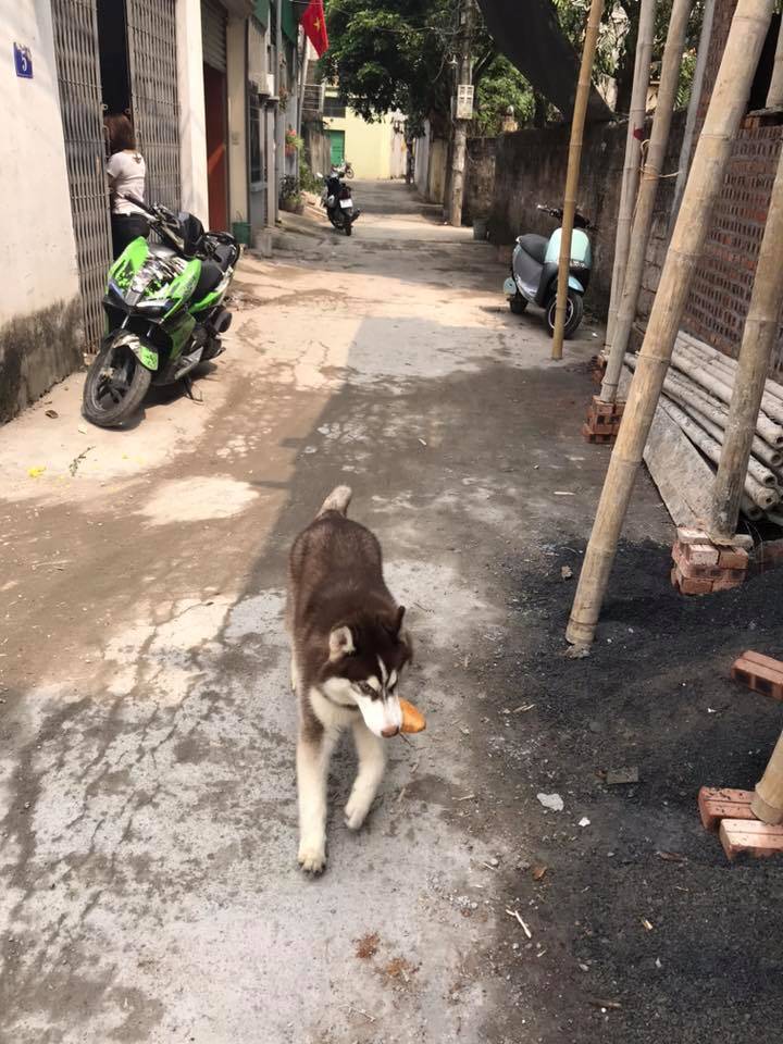 一坨屎追着石头跑猜成语_白带一坨像粘果冻图片