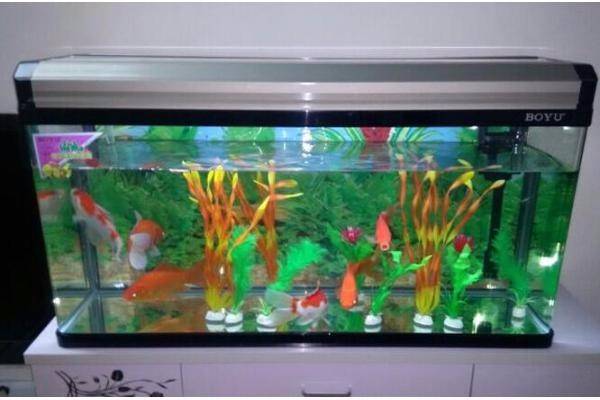质量最好的小型鱼缸 513c820bf5dc4813a1f8b18def9f98d0.jpeg