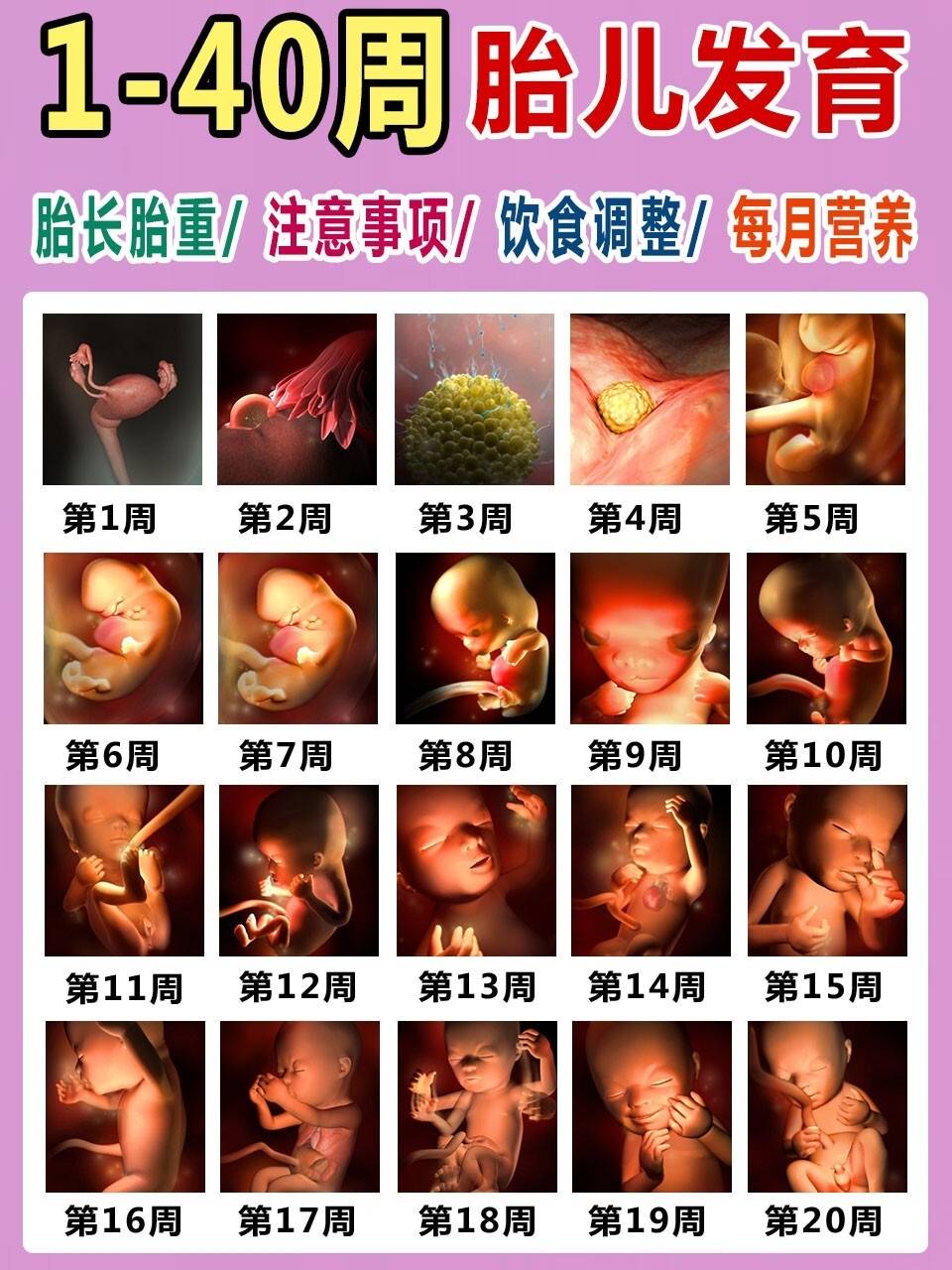 【1-40周】 胎儿发育的全过程,3d彩印超清晰