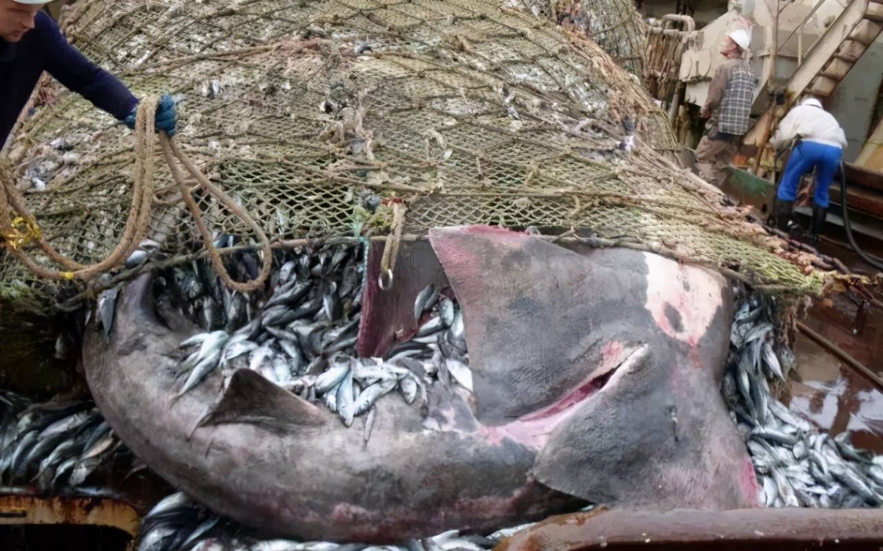 捕逃什么臣成语_成语故事图片