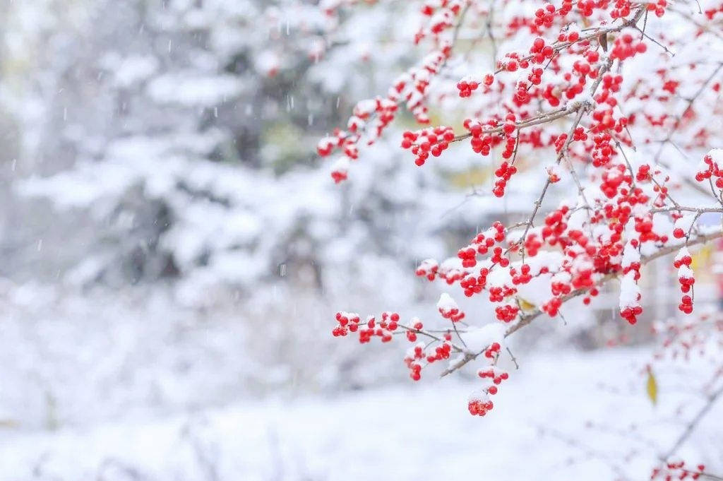 俗语"腊月初一雪,来年旱三月",啥意思?这句俗语有道理