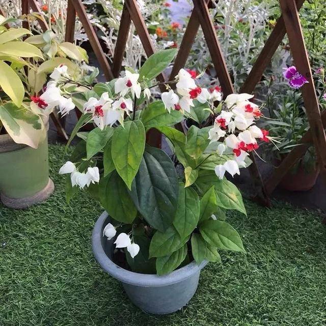 领走你的专属"生肖花"