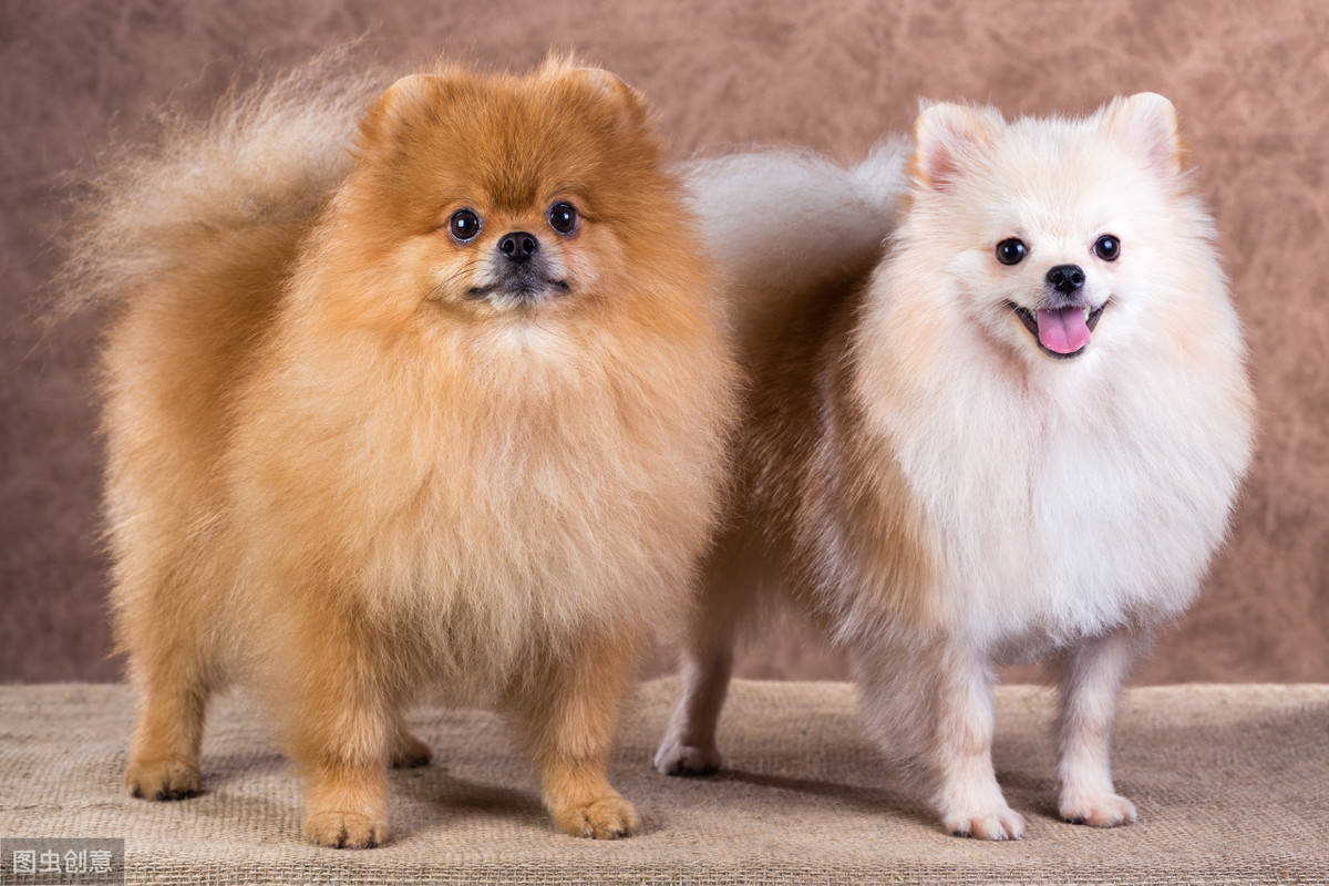 如何训练博美犬?关于吠叫等原因,有什么应对措施?