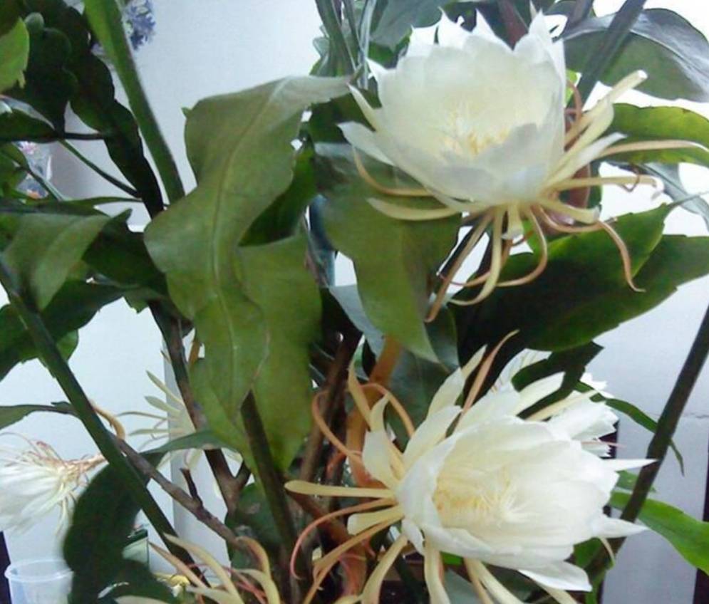 3,昙花