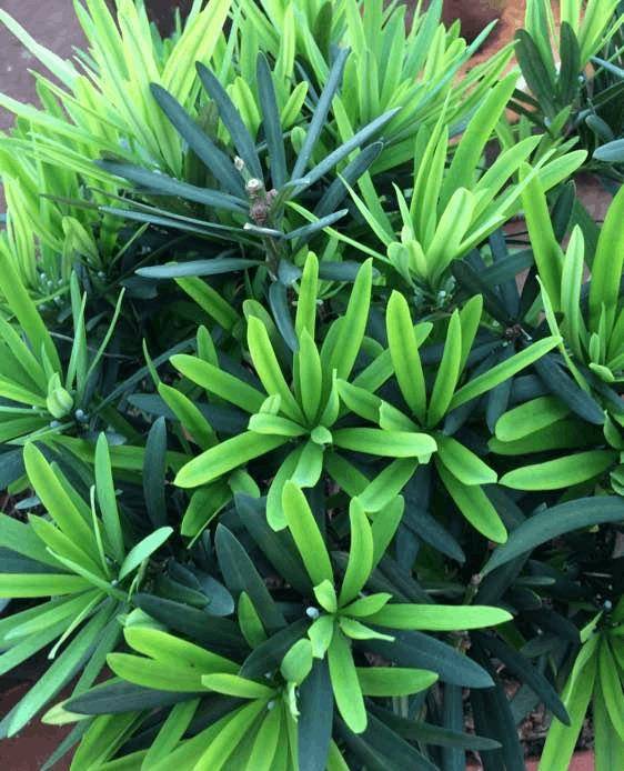 做好这几点,罗汉松无花胜有花,小盆也值几千块,致富不