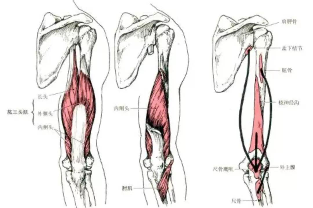 深度学习:健身需要懂点解剖学!上肢肌肉解剖及功能讲解