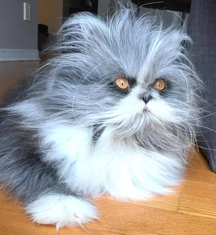 当波斯猫患上多毛症,这发量…馋哭了40万网友!