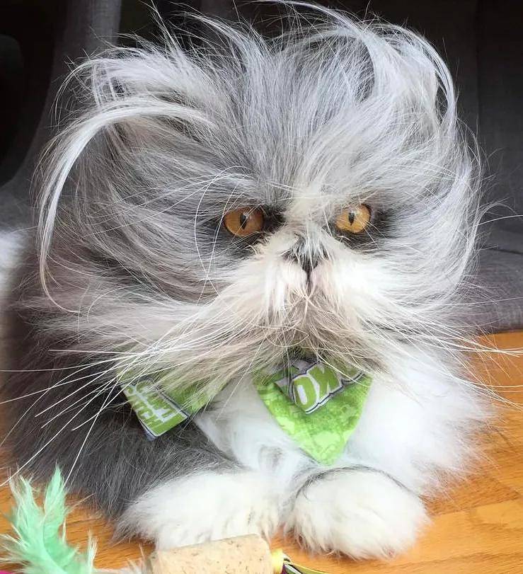 当波斯猫患上多毛症,这发量…馋哭了40万网友!