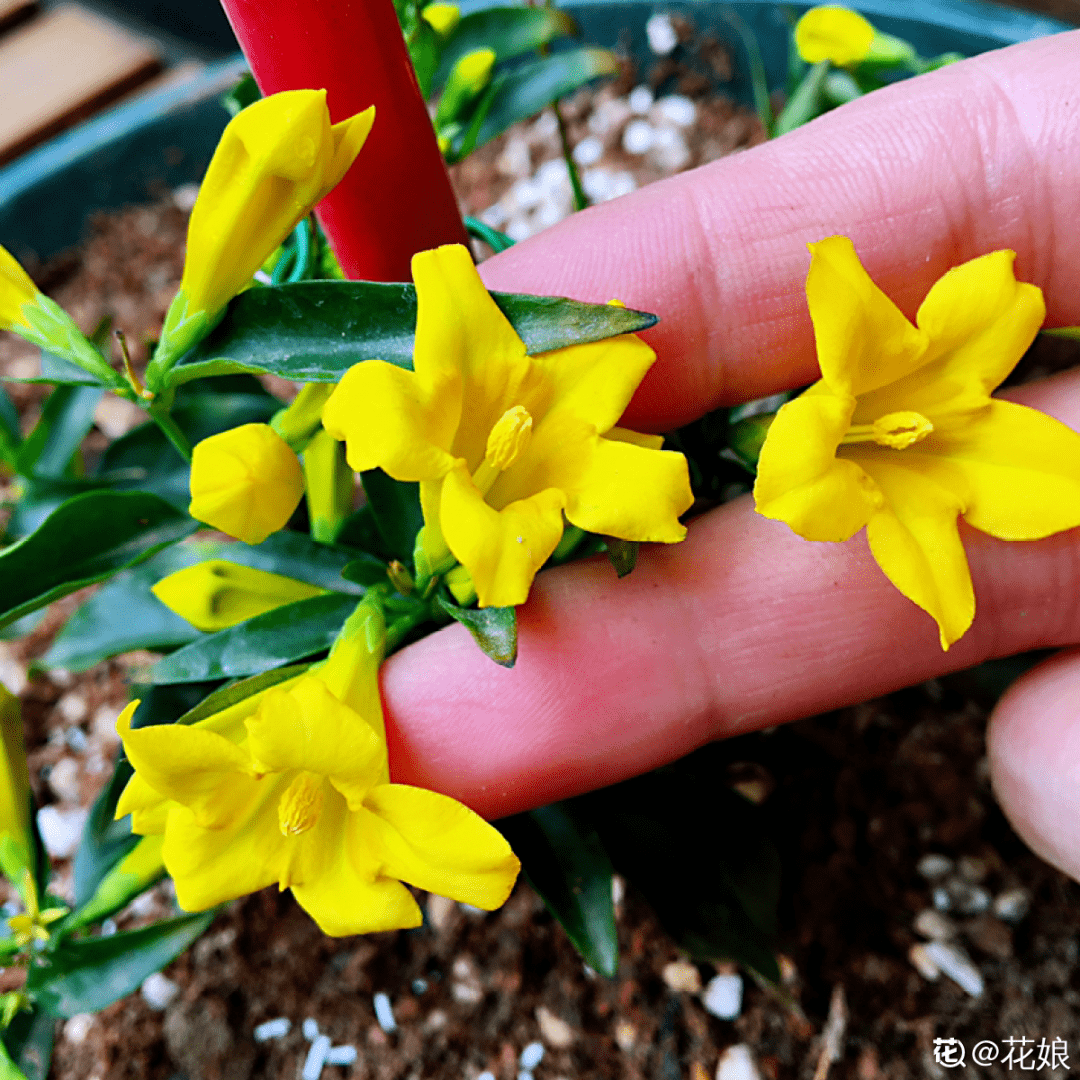 冬天养"香水花,越冷越爆盆,满屋子香味