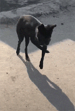 搞笑gif段子:可谓是三生有幸了!被龙息吹拂了一把,以后要顺顺利利哦!