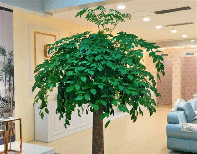 导语:幸福树是我们如今家庭盆栽中非常常见非常受欢迎的一个品种,因为