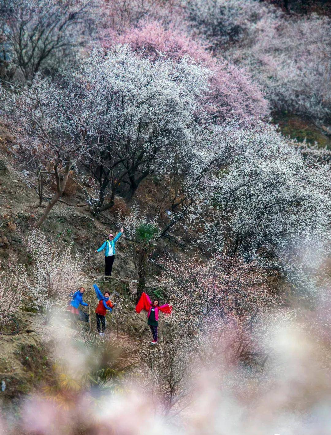 柳眼未开梅萼小,平通梅林春来早