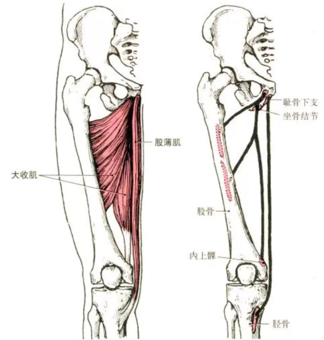 半腱肌,半膜肌,股二头肌组成腘绳肌.