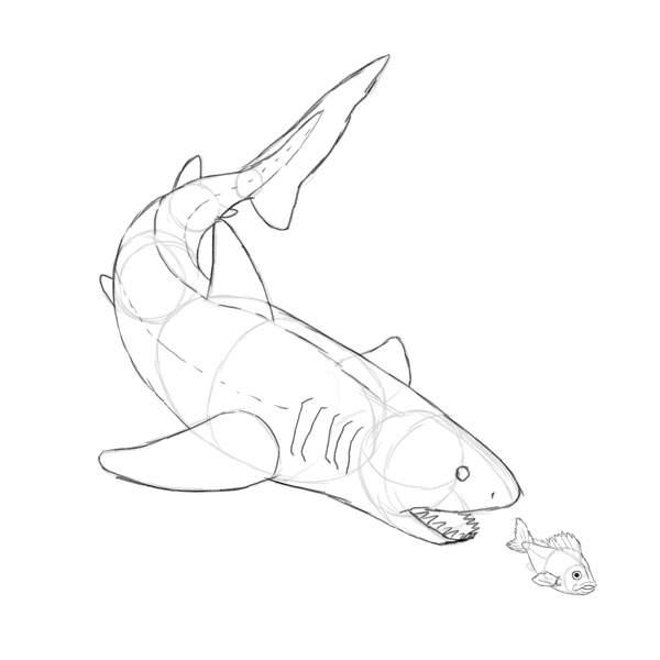 鲨鱼怎么画?教你超写实鲨鱼板绘画法教程!