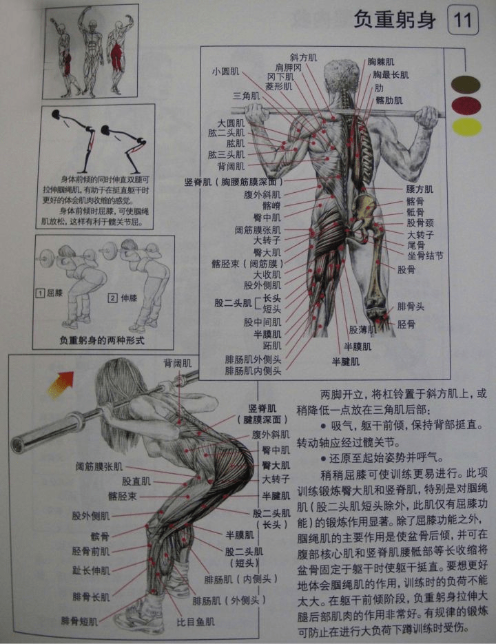 (5)拉力器站姿腿内侧拉引 目标肌群:大腿内收肌群(大收肌,长收肌,短收