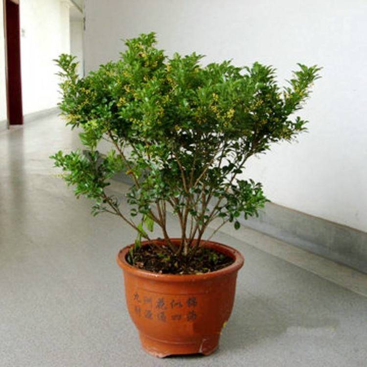 想要米兰花变老桩,按照这三步养护就可以了