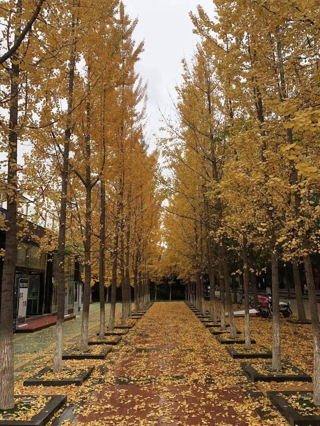 你好西京大学!