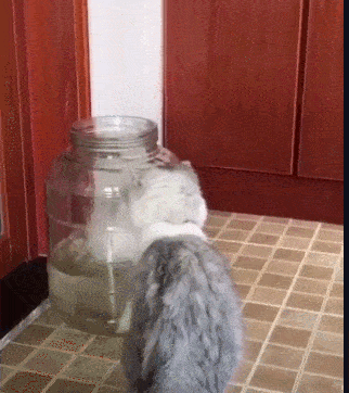 原创小白猫跳罐子里抓鱼灰猫在一边看笑话网友看热闹不嫌事大