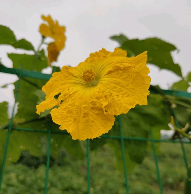 王秋珍:神奇的丝瓜花|散文选读