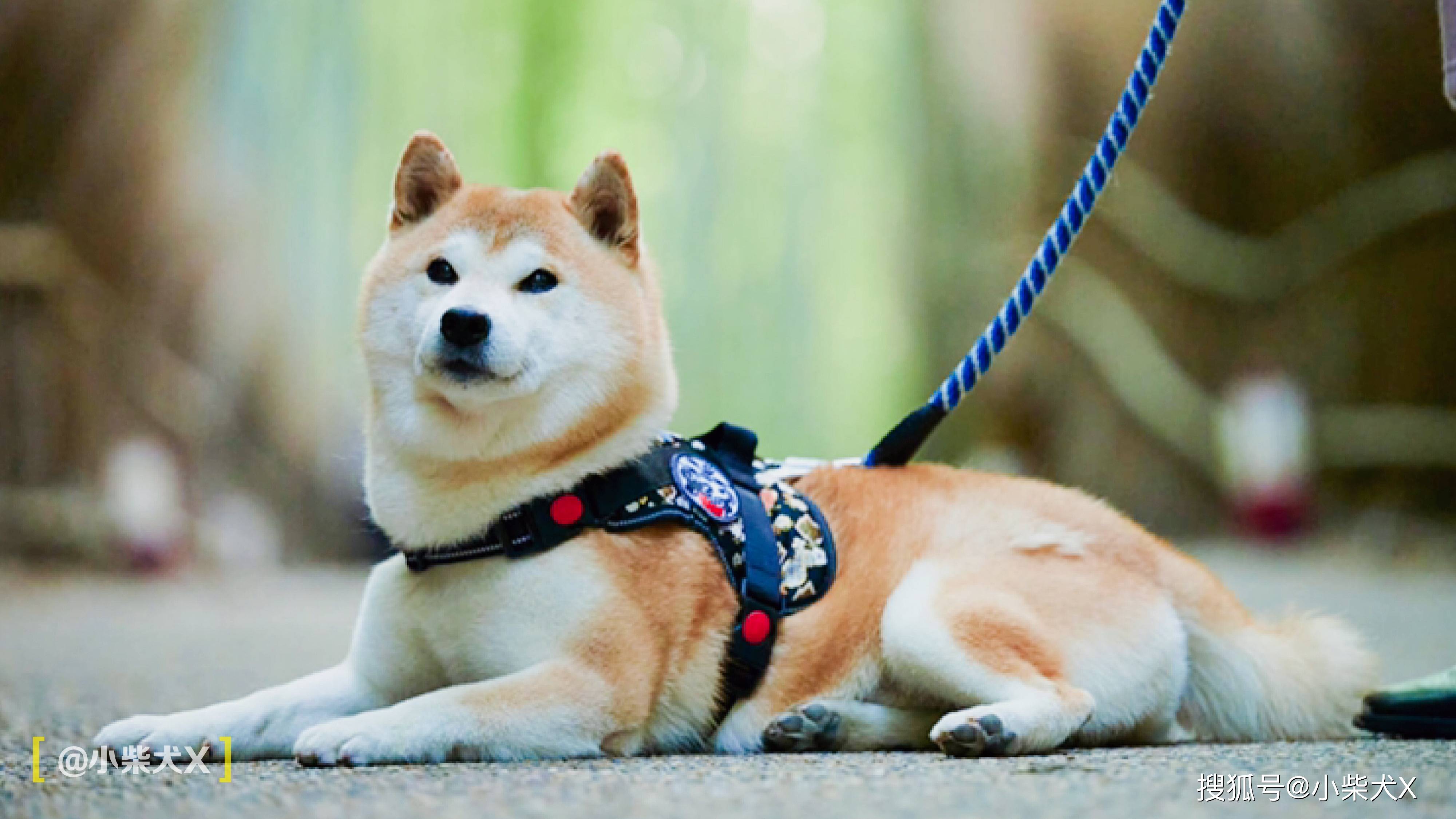 一对日本夫妇设计了最具日本传统特色的狗狗用品,太适合柴犬了