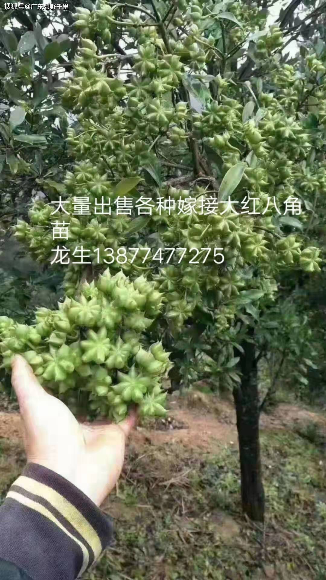 八角树苗的种植方法