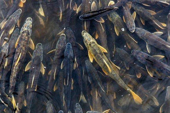 原创青海湖湟鱼被吃光了3年吃掉75万吨还好及时保护