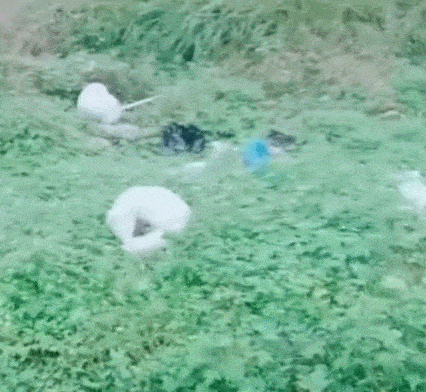 男子捉白狐去放生,白狐会回头拜谢,已经成妖了吗?