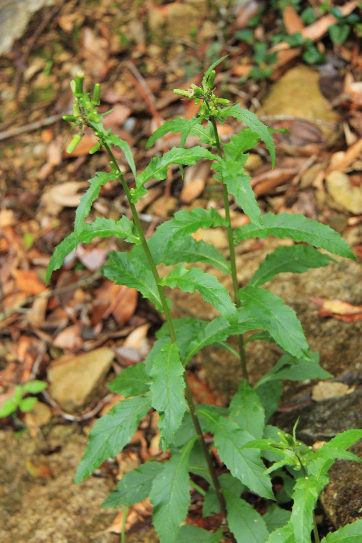 庆元植物1387-菊科-菊芹属-梁子菜