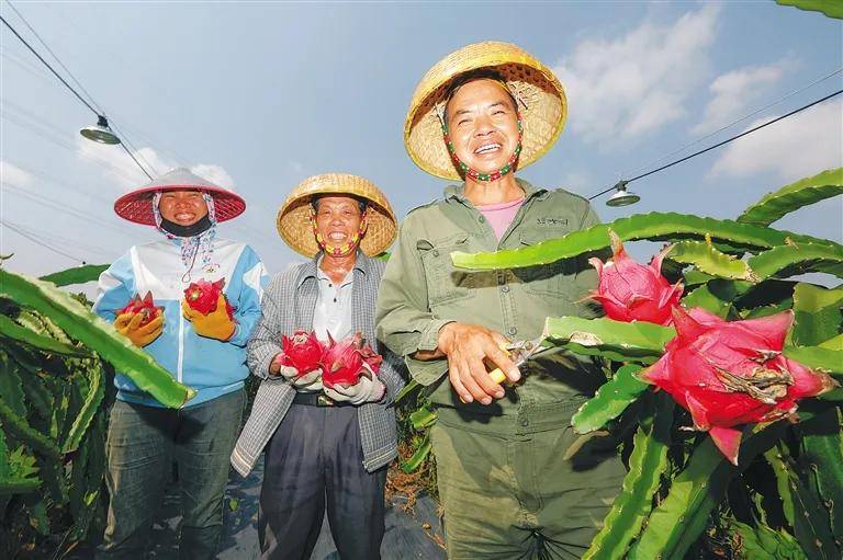 在儋州市的海南农垦西培农场有限公司的火龙果种植基地,火龙果长势喜