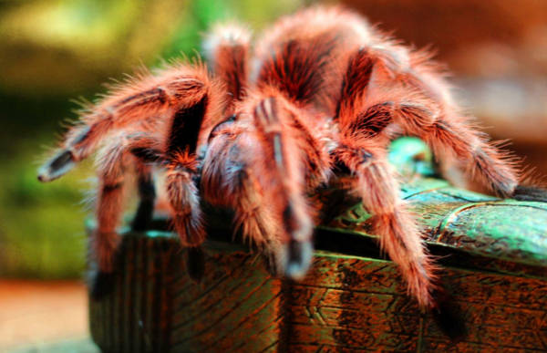 智利红玫瑰是大型毛蜘蛛,全身遍布着暗红色的绒毛.