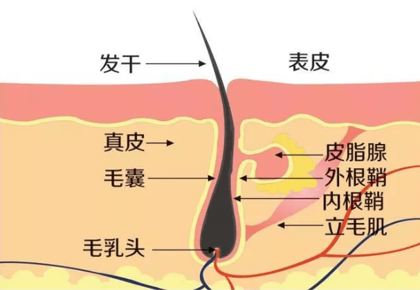 什么是毛囊闭锁三联征