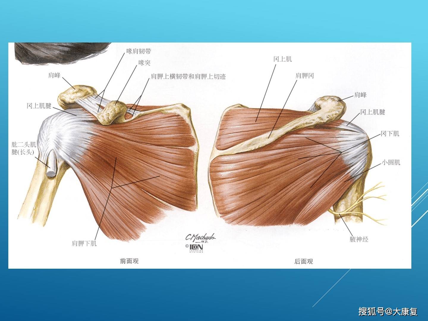 肩关节解剖及常用查体方法