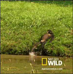 300_301gif 动态图 动图