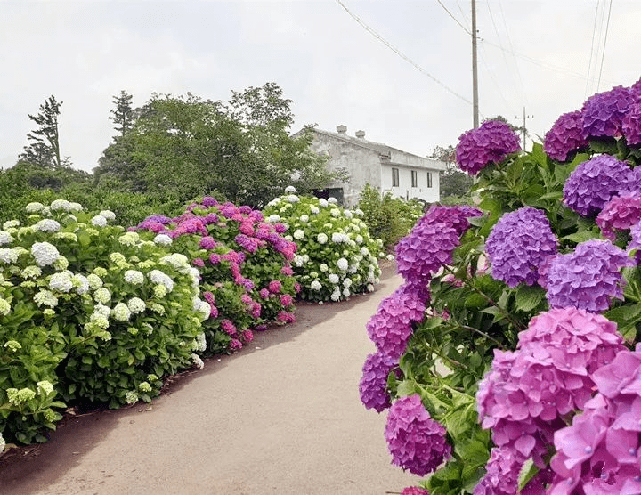 家里有院子的一定要养这4种花,庭院秒变花园,芳香四溢