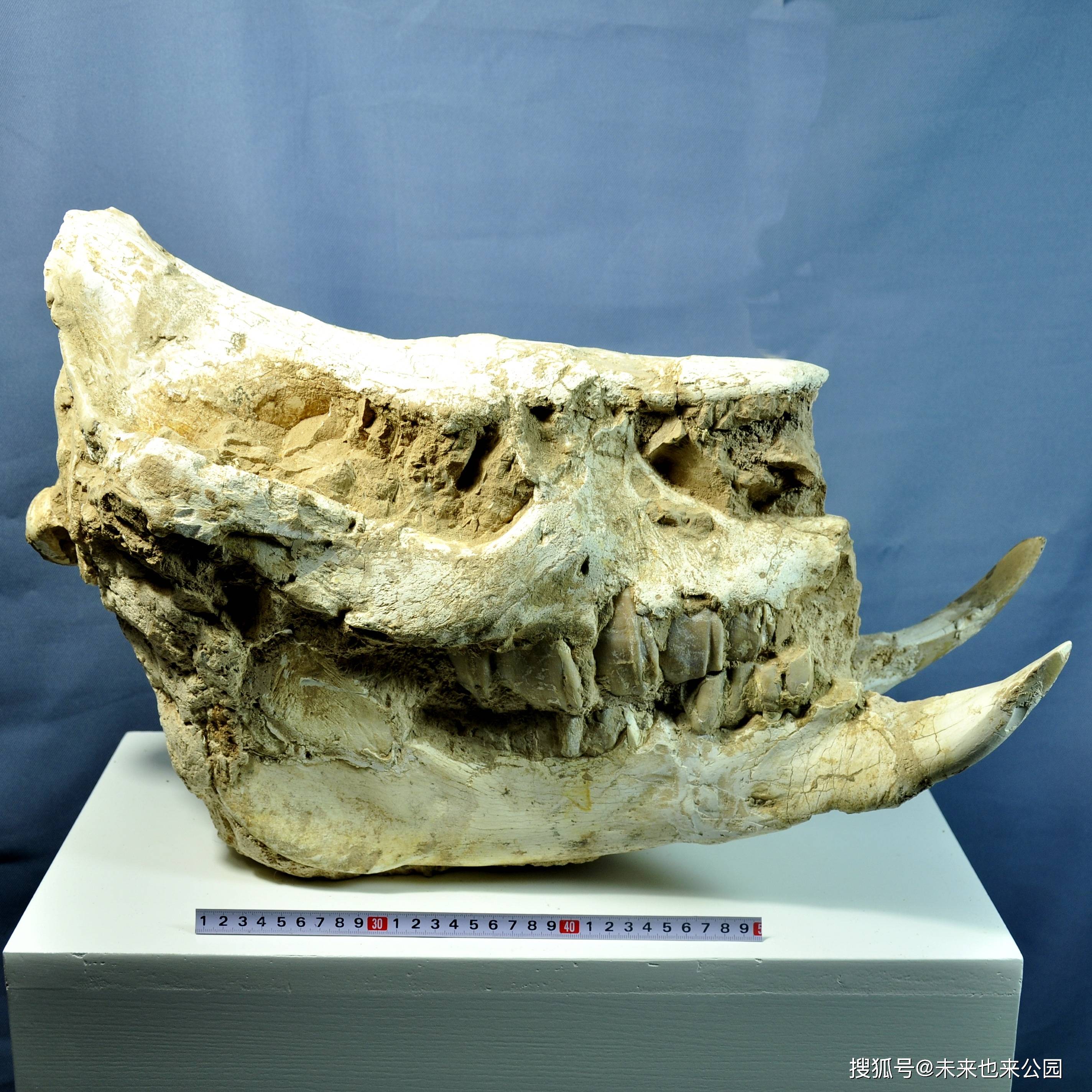 大唇犀头骨化石