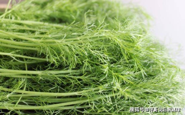 原创买茴香,选长的还是短的?菜农:教您一招,以后别乱买了